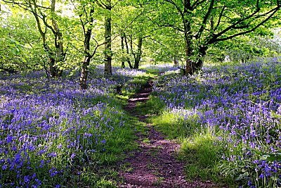Lavender Woods Parfümöl